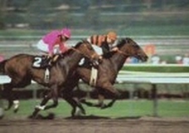 All the fun and excitement of a DAY AT THE RACES on a giant screen.